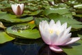 Closed up little cute frog sitting on green leaf near water lily. Royalty Free Stock Photo