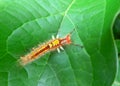 Closed up little orange caterpillar walking on bright green leaf Royalty Free Stock Photo