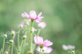 Closed up little pink cosmos flower over blur green natural background Royalty Free Stock Photo