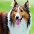 Closed-up look of a Shetland sheepdog