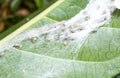 Closed up macro, Baby spiders in the spider web nest on the leaf attempting to escape from a disturbance in the park in Thailand