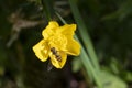 Closed-up, macro, Bee on a yellow flower, on fresh green background. Education and natural concept Royalty Free Stock Photo