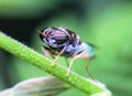 Closed up macro ; Extremely sharp and detailed of fly. Focus on eye Royalty Free Stock Photo