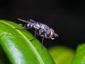 Closed up macro ; Extremely sharp and detailed of fly. Focus on red eye Royalty Free Stock Photo