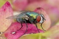 Closed up macro, focus on red eye. House fly on leaf isolated on pink background. Education and natural concept Royalty Free Stock Photo