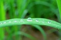 Closed up many crystal clear water droplets on vibrant green leaf Royalty Free Stock Photo