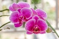 Closed up of Moth Orchid or moon orchids that are blooming in a combination of purple, pink and white