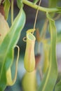 Closed up Nepenthes,tropical pitcher plants and monkey cups in garden