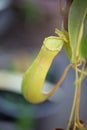 Closed up Nepenthes,tropical pitcher plants and monkey cups in garden