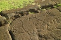 Closed Up Papa Mango Ancient Petrogryphs of Tuna and Shark at Papa Vaka Archaeological Site on Easter Island, Chile