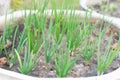 Closed up parsley pot for kitchen garden Royalty Free Stock Photo