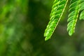 Closed up of Pattern of green leaves in forest having green blur background Royalty Free Stock Photo