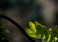 Closed up of Pattern of green leaves in forest in sunlight having green blur background Royalty Free Stock Photo