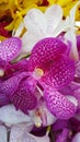 Closed up of petals of Thai purple orchid