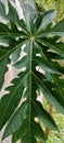 Closed up photo of Papaya leaf