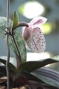 A Closed up photo of Paphiopedilum orchids Beautiful white and purple spots On a blurred background