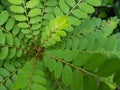 Closed up Phyllanthus Pulcher