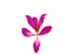 Closed up pink Bauhinia purpurea isolate flower or Butterfly Tree, Orchid Tree, isolated on white background.Saved with clipping