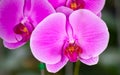 Closed up pink beautiful Phalaenopsis orchids