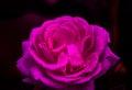 Closed up pink-purple rose in a dark background