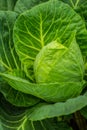 Closed-up pointed cabbage. Low depth of field. Royalty Free Stock Photo