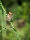 closed up portrait of a Baya Weaver