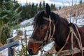 Closed up portrait of brown harnessed horse on the background of Royalty Free Stock Photo