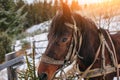 Closed up portrait of brown harnessed horse on the background of Royalty Free Stock Photo