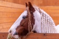 Closed up portrait of a horse head with moustage