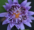 Closed up the purple lotus openend on water Royalty Free Stock Photo