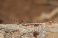 Closed up : Red ant working on tree in the garden Royalty Free Stock Photo