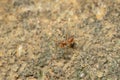 Closed up : Red ant working on tree in the garden Royalty Free Stock Photo