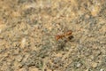 Closed up : Red ant working on tree in the garden Royalty Free Stock Photo