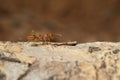 Closed up : Red ant working on tree in the garden Royalty Free Stock Photo