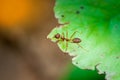 Closed up : Red ant working on tree in the garden Royalty Free Stock Photo