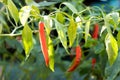 Close up of red color chilli plant background