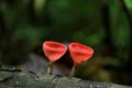 Closed up Red Cup Fungi or Champagne Glass Mushroom Growing on Decayed Log in the Rainforest