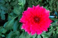 Closed up Red fresh dahlia flower against dark green background Royalty Free Stock Photo