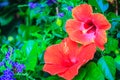 Closed up of red Hibiscus Rosa-Sinensis 'Ritzy' also known as Ch