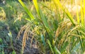 Closed up of ripening rice in a paddy field with sun light,A selective focus of rice in organic rice field