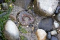 a closed up sea anenome surrounded by rocks and kelp at low tide Royalty Free Stock Photo