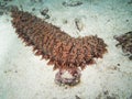 Closed up the sea cucumber underwater in north Andaman, Thailand