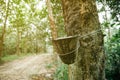 selective focus image of latex extracted from rubber tree for natural rubber industries Royalty Free Stock Photo