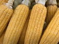 The closed up shot of beautiful fresh gold corns Royalty Free Stock Photo