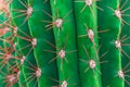 Closed up of Green Cactus with red thorn Royalty Free Stock Photo