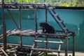 Closed up shot of Malaysan Sunbear