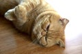 Closed-up sleep scottish fold cat laydown on floor Royalty Free Stock Photo