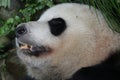 Closed-up sleeping panda, Dujiangyan, China