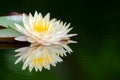 Closed up soft pink petals lotus or water lily flower with fresh yellow pollen and green leaves in the pond Royalty Free Stock Photo