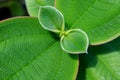 Closed up texture of vibrant green young hairy leaves